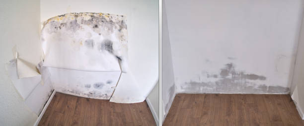 Professional Mold Removal in Ferron, UT